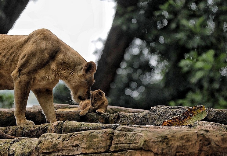 Pihak Pengelola Baru Bandung Zoo Bakal Muncul Akhir April