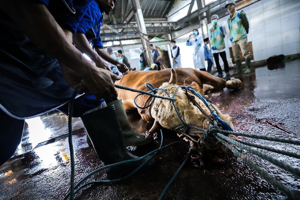 Jelang Iduladha 2026 DKPP Kota Bandung Siapkan 184 Petugas Pemeriksa Post Mortem