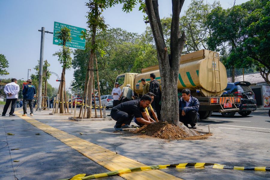 Rehabilitasi Ruang Publik Dimulai, 10 Pohon Mahoni Kembali Hijaukan Jalan Riau